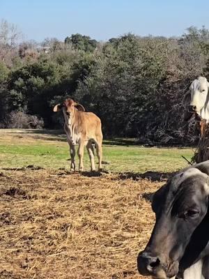 Cochise. This bull calf is an amazing creature. Just the way he stands. The confidence he displays. Love him. He has a wonderful bloodline. Such a nice bull. He has pride in who he is. So much confidence. Such a gentle temperament. #redbrahman #lambertsranch #brahmanbull #redbrahmanbull #brahmancattle #polledbrahman #showcalves #Brahman #goodbye2024  #foryoupageofficiall #for #trump #ginabfly #Jimmylambert #foryoupage❤️❤️ #foryou #forupage #capcut #redbrahman #lambertsranch #brahmanbull #redbrahmanbull #brahmancattle 