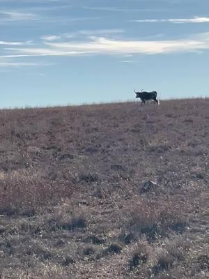 #walkonby #longhorn #bull #naturelover #countrylife ##civilianconservationcorps #wildliferefugee #whichitamountains #okalahoma 