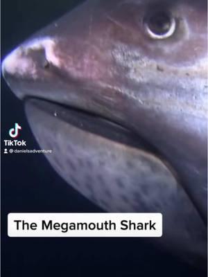 The SHARK WITH A HUUUGE MOUTH! #shark #learn #megamouth #sharktok 