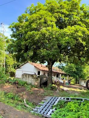 En un ranchito en la sierra ✨🥹☀️🌾 #ranchito #lasierra #altasmontañas #veracruz #mexico🇲🇽 #ranch #gelyserrano 