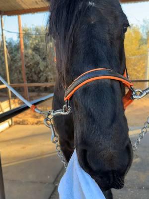 🥰 #friesian #gypsy #gypsian #hearthorse #hearthorse #fypシ #fyp #horsesoftiktok 