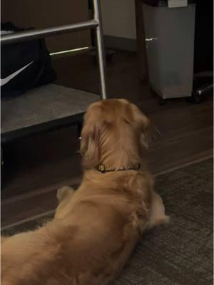 Kida is not a fan of hotel guests 😂 #hoteldog #funnydog #goldenretriever #dogsoftiktok #growling #golden #fyp #protek 