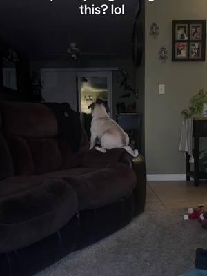 Weird Pug #pugsoftiktok #pug #hollylollypop00 #2025 #fyp 