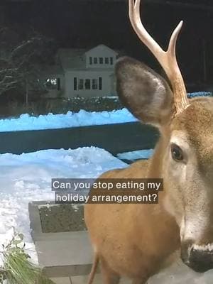 "Uh, excuse me, buck." A woman in Canada used the security camera on her front porch to communicate with a buck that was caught nibbling on her holiday decorations. The buck politely complied with the woman's request "to stop eating my holiday arrangement." #animalsoftiktok #abcnews