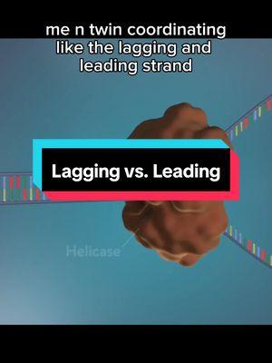 we on different paths but same biological destination source yourgenome and r6 clip is from the battle moon "Cellular DNA polymerases cannot initiate synthesis in the absence of a nucleic acid primer, so the first step in DNA synthesis is the formation of a short RNA primer (∼10 nt) by specialized RNA polymerases known as primases (Kornberg and Baker, 1992). In principle, leading strand synthesis requires only a single priming event, whereas frequent repriming is the hallmark of discontinuous lagging strand synthesis. The distribution of primers, ∼1–2 kb apart on the lagging strand, is governed by dynamic interactions between DnaB and the DnaG primase (Tougu and Marians, 1996). The E. coli replication fork moves about 1 kb per second under normal circumstances. Okazaki fragments are 1–2 kb in E. coli, so new primers must be synthesized on the discontinuous lagging strand every few seconds. The clamp loader is capable of rapid and repeated loading of new β dimers onto primed sites as they are generated, so this is not a limiting step, but a longstanding conundrum in lagging strand synthesis has been to rationalize how the lagging strand polymerase lets go of DNA after it completes an Okazaki fragment (Figures 1B and 1C). The interaction between β and Pol III core on DNA is very tight, with a dissociation half-life of more than 5 min when bound to the primer-template junction. With only 10–20 molecules of polymerase in the cell, and new Okazaki fragments being produced every few seconds, the lagging polymerase must be used repeatedly." #biology #cellbiology #mitosis #replication #relatable #fyp #dna #genetics 