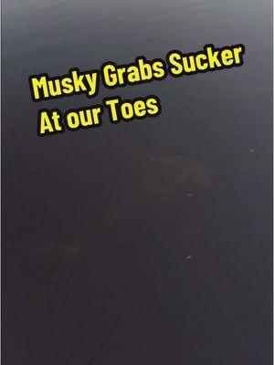 We watch this Mid 40” musky eat our Sucker right at our Feet! #muskyfishing#guide#suckerfishing#muskies 