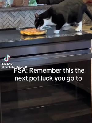 put the camera down and get the cat.....#christophermills #christophermillsmusic #youcanteateverybodyfood #youcanteatateverybodyhouse #youcanteatateverybodyshouse #justno #absolutelynot #checkplease #justno #nope 