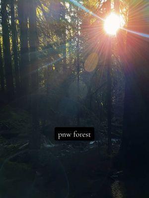 #pnw #pacificnorthwest #forest #sunshine It’s not always gloomy in Washington #mossyforest #nature #visualtherapy #naturetok 