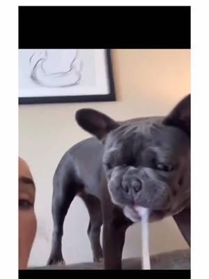 funny french bulldogs for your feed! 🤣🐾 #frenchiebulldog #frenchiebulldogs #frenchiesoftiktok #frenchiepuppy #frenchbulldog #dogsoftiktok #frenchie #PetsOfTikTok #frenchies #frenchbulldogfrenchie #puppiesoftiktok #bulldogsoftiktok  #creatorsearchinsights 