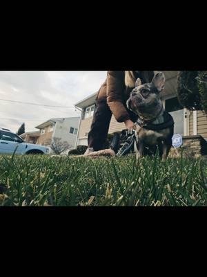 Fast as f*k boiiii #ivdd #handicap #specialdog #frenchbulldog #ivddawareness #handicappeddogs 