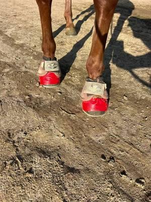 You do this when you turn your horses out right? Duct tape and bell boots. Keep them shoes on girls! #barrelhorses #barrelracing #barrelhorse #susie #maria #dwph #runfree #fyp #fypシ 