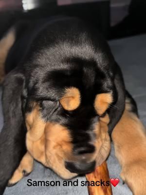 #bloodhound #cutepuppy #bloodhounds #socute 