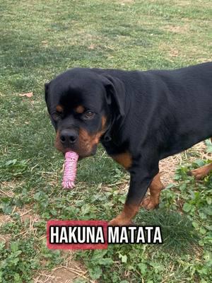 Hakuna Matata is code for drop it 😂 #rottie #rottweiler #baddog #rottweilersoftiktok #hakunamatata #dropit #dogsoftiktok #rottenrottie #germanrottweiler #bigdog 