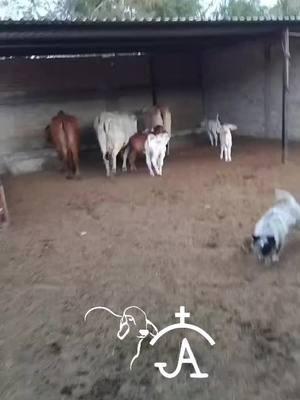 #ranchomendoza14 #cawboy #🐂 #guadalajarajalisco🇲🇽 #viral_video #brahamanrojo #🐮 #🐂🇺🇸🇲🇽 #ventadeganado #🧬 #ayaenelrancho🇲🇽🌵♥️ #enelrancho #mexicobraham 