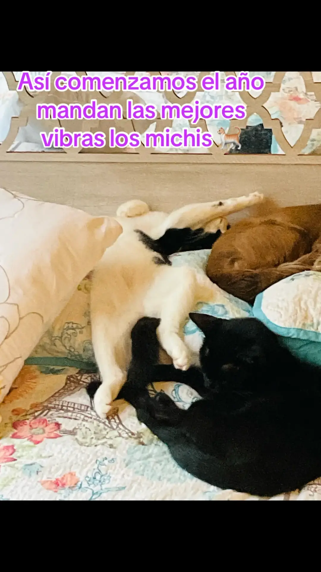 #viral #paratii #fyp #adopcionresponsable #cats #catsoftiktok #catsbabies #gatitos #gatitostiktok #