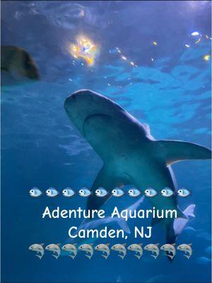 April 2024 Adventure Aquarium Camden NJ #adventureaquariumcamden #aquarium#aquariumdate 