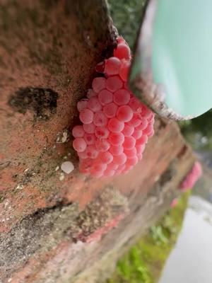 Apple snail eggs, easily recognizable by their bright pink or orange color, are laid in clusters above the waterline on plants and other structures. These eggs belong to various species of apple snails, aquatic mollusks that are often found in freshwater habitats. Originating from South America, these snails have been introduced into various ecosystems around the world, sometimes as part of the aquarium trade or for aquatic weed control. The introduction of apple snails into non-native environments can have significant ecological impacts. Their eggs hatch into voracious juveniles that grow quickly and consume vast amounts of vegetation. In ecosystems where they are invasive, apple snails can cause severe damage to aquatic plants, reducing biodiversity and altering habitats. This can lead to negative consequences for other species dependent on these plants for food and shelter, disrupting the entire aquatic food web. Moreover, the robustness of apple snail eggs contributes to the challenge of controlling their populations. The eggs have a unique calcium carbonate layer which protects them from desiccation and makes manual removal difficult. This protective layer ensures high survival rates, facilitating the rapid expansion of their populations in favorable conditions. In summary, while apple snails and their eggs can play a role in their native ecosystems, their presence in non-native areas is often problematic, leading to significant ecological disruptions and challenges in management and control. Crushing apple snail eggs is like crushing chicken eggs. It's not animal abuse because the eggs are not animals.  #AppleSnails #InvasiveSpecies #EcosystemDamage #AquaticPlants #BiodiversityLoss #EnvironmentalImpact #NatureConservation #AquaticInvasives #HabitatDisruption #WildlifeProtection #AppleSnailInvasion #EcoWarrior #SnailProblem #NatureAlert #SaveOurWaters #EcoCrisis #InvasiveAlert #ConservationTok #WildlifeRescue #EcoTips #SnailEggCrush #StopInvasives #EcoControl #InvasiveSpeciesFight #CrushInvasion #NatureDefense #HabitatProtectors #EggBusting #EcosystemWarriors #InvasiveCrunch #ASMRNature #CrushingASMR #EggCrushASMR #SatisfyingCrunch #NatureASMR #EcoASMR #InvasiveASMR #RelaxingCrush #ASMRCommunity #soothingsounds #fyp #foryou #foryoupage #satisfying #satisfyingvideo #relax #relaxing #relaxingvideos #interesting #entertaining #invasivespecies #applesnail #applesnaileggs #snaileggs #snaileggcrushing #eggs #asmr #asmrvideo #asmrsounds #asmrtiktoks #asmrsound #asmrtiktok #nature #crush #crushing #crushingasmr #crunchy #crunchysounds #crunchyasmr #notanimalabuse #1minuteasmr #asmr1minute 