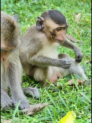 #cutebabymonkeyranch #Crabzillatroop #Ranbow #Autumnmonkey #Newbornmonkey #babymonkeyvideos #monkeytiktok #Monkeys #monkeys #videomonkey #Sovannatroop #amzingmonkey #babymonkey #lovemoney #tiktokmonkeys #fzypシ #Luno #tiktokmonkey #tiktokideomonkey #Lucy