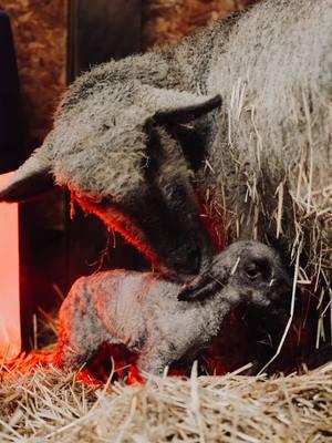 Nothing like it. 🤍 #lambingseason #thankyoujesus #sheepfarm #babylamb #fyp