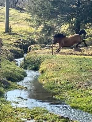 Someone feeling frisky! #shetlandpony #farmlife #poniesoftiktok #minimare #minibronc #fyp 