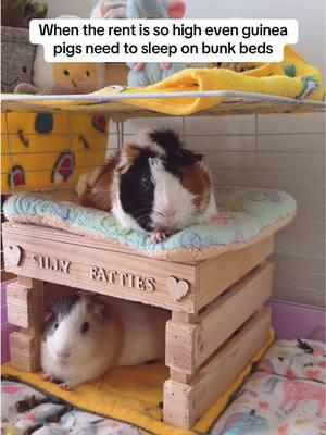 King Kong especially likes sleeping on the second floor! #guineapig #guineapigcage #kaveekommunity #cavylove #guineapiglove #cuteguineapig #funnyguineapig #smallpets #guineapigsoftiktok 