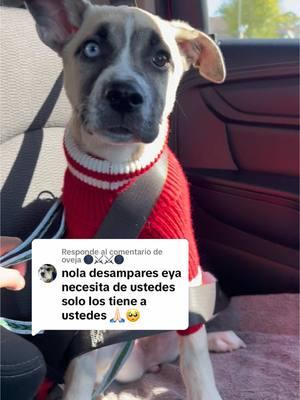 Respuesta a @oveja 🌑⚔️⚔️🌑  Nala 🐶 es una hermosa perrita y no la vamos a abandonar 😉 #nala🐶 #dog #doglife #noabandonesatumascota #perritoscallejeros #mascotas 