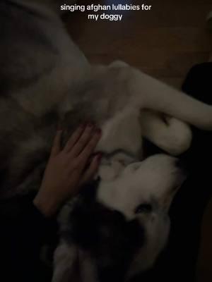 sleepy puppy 🥹💤🐾 #lullaby #afghansongs #huskylife #sleepydogs 