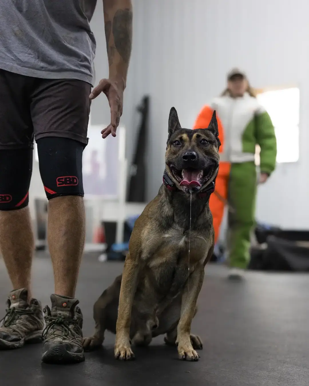 📸📸📸 #shotoncanon #dutchshepherd #photography #malinois #shepherd #bullherder 