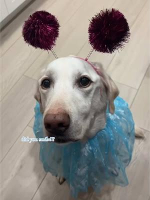 LA LA LAAA #rileythelab #dogsoftiktok #dogontiktok #PetsOfTikTok #petsontiktok #peeps #friend #friend #viral #fyp #trending #friends #labrador #cutedog #cutedog #blackpinkofficial #rosé_are_rosie #Love 