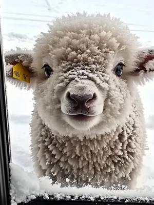 The lamb was standing outside the window, eager to get inside and warm 🥶......#sheep #babysheep #cute 