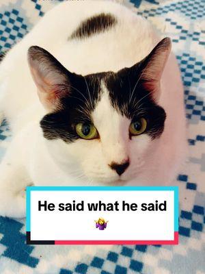 Points are being made… #Bandito means business! 😏 @shiningnathan #cat #cattok #catsoftiktok #trending #PetsOfTikTok #sillycats 