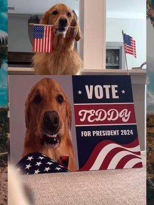 My dog ran for president!(AGuyAndAGolden)#dog #pranks #dogsoftiktok #goldenretriever #puppy #funny #lovedogs #doghouse #foryou #fypシ