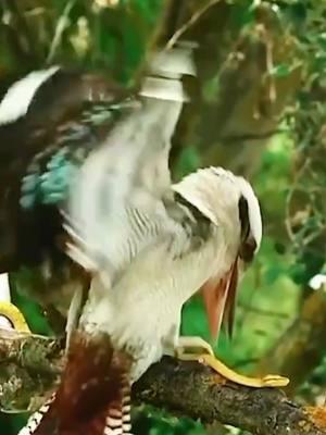 bird attack snake #bird #attack #snake #birds #animals #fypシ  #foryou #100k #trending #fyp  #foryoupage #tiktok #plzviral 