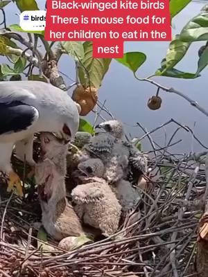 Black-winged kite birds  There is mouse food for her children to eat in the nest #winged #bird #birds #children #nest 