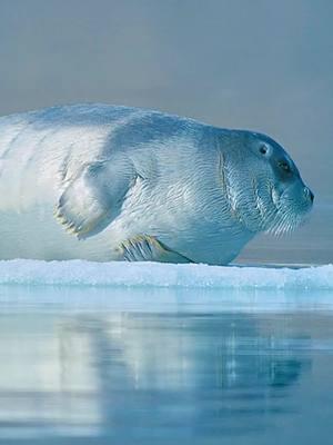 The fight between polar bears and seal's seems to go on forever  #wildlife #trending #foryoupage #hunting #viral #fyp #bear #seal 