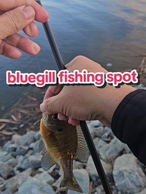 @Panfish Nation @Panfish Slayers @B'n'M Poles @bluegillfisherman @40 inch blue gill #catchandrelease #gulp #panfish #sunfish #bluegill #bluegillfishing #fisherman #fishinglife #fishtok #fishing #fish #morning #crappiejig #fishon #spot#fishingtiktoks 