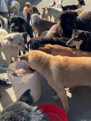 Bringing Joy to Street Dogs with Nutritious Food#animal #animalcare #feedinganimal #dog #dogvideo #streetdoglover #usa🇺🇸