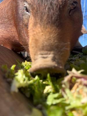 Another round of scraps for the little vacuum cleaners. #pigsoftiktok #asmrsounds #asmr #pig #piggy #cuteanimals #farmanimals #feedingtime #asmreating #asmrfood #asmrvideo #rescuepig #farmlife 