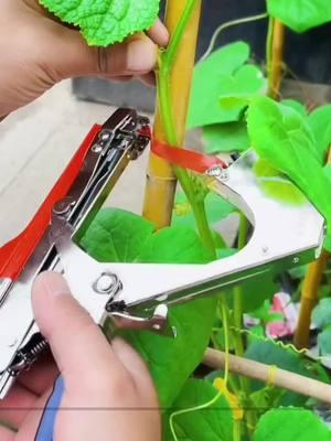 Get twice the work done in a day with this high-efficiency branch tying tool. #GardeningTools #TreeGrafting #TreeTying #Orchard #Agriculture #TikTokShopLastChance#TikTokShopNewYearNewAura#spotlightfinds