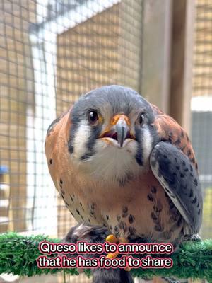 Queso is a human imprint male kestrel. He calls to certain humans to show his food and prove what a mighty hunter he can be. Imprints can’t be released to the wild so Queso has a forever home here. #kestrel #queso #imprint #hunter #dayinthelife #lovemyjob 