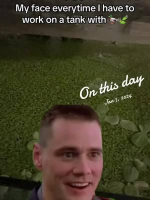 #onthisday I’m so glad I didn’t bring any duckweed with me to Colorado 🤣 #fishtok #aquariumtok #duckweed #lol #fyp 