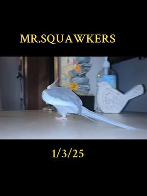 I SAW Mr.SQUAWKERS SINGING #2toos #creatorsearchinsights #dinosour #companionanimal #parrotsoftiktok #parrotsoftiktok #fypシ #animals #cockatoo #animal #pets @Nicky 