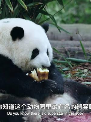 The Panda Adventures airs its fifth episode tonight! Through visits to panda parks in Chengdu and Beijing, discover how giant pandas captivate the world with their charm and why they have become a super IP for international exchange and cooperation. #panda #chengdu #beijing #pandapark #thepandaadventures