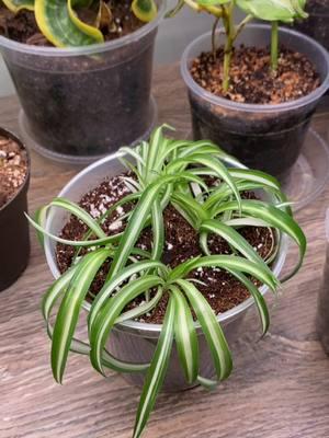 We have 20% off of our custom MonstroFarm soil blends and clear pots @ www.MonstroFarm.com Link in bio  When your spider plant pup has rooted. Now it’s time to help it thrive: Keep the soil slightly moist but not soggy—spider plants hate sitting in water.  Place it in bright, indirect light; too much direct sun can scorch those beautiful leaves.  🌞 And don’t forget to give it a little feed during the growing season—spider plants appreciate the extra nutrients.  #SpiderPlantCare #MonstrofarmSoil #plants #houseplants #plantcare #planttips #plantcaretips #houseplant 