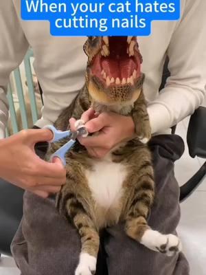 Have you ever seen a dinosaur getting nails cut? #catsoftiktok #cat #funnyvideo #fun #wow #dinasour #nails