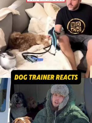 ⚠️ DOG TRAINER REACTS ⚠️ - Man baby talking to dog #DogTraining #dogpsychology #dogtrainingtips #dogtrainingadvice #offleash #puppytraining #dogpack #doglover #dogwalker #dogworld #dogwalking #packleader #fyp