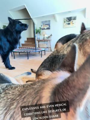 german shepherds #graystonefarmsgsd #gsd #dogs #germanshepherdsoftiktok #blackgsdsoftiktok #dogcheck #gsdmomlife #adogslove 