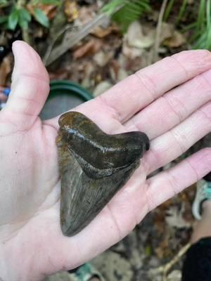 #onthisday Just a day doing one of my FAV things. Creek walking and finding treasures! #florida #chiefland #creek #suwanneeriver #levycounty #creekwalking #sharkteeth #shark #megalodon #greatwhite #treasures #realflorida #sifting #sharkteethsifting #fav #nature #spendthedayinthewoods #privateproperty #spring #springfed #naturalspring #suwannee #river #oldtown 