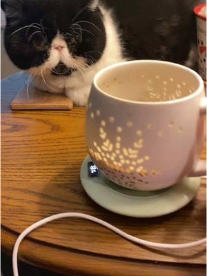 Even Jimmy my foster cat is impressed 😀 #smartcoaster #coffeetiktok #teatiktok #alwayswarm #musthave #freeshipping #TikTokShop 