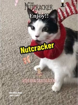 #cat#dancingcat #nutcracker #funnycat #therealcatlivesofnj 